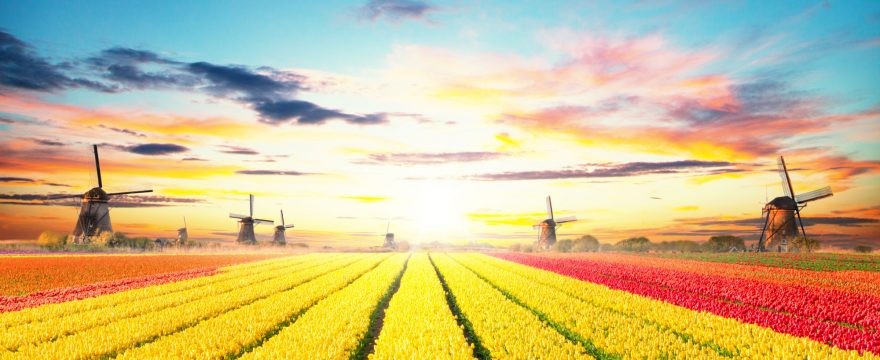 Vibrant tulips field with Dutch windmills, Netherlands. Beautiful sunset sky